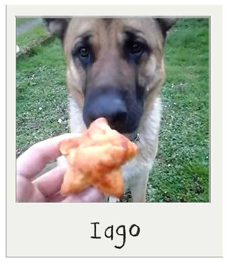 Iago aime nos cupcakes pour chiens Parmesan BIO